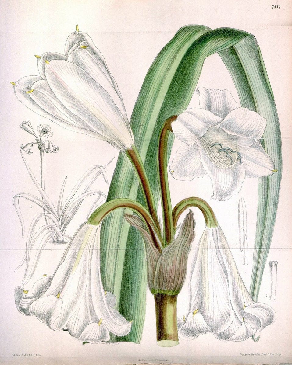 Curtis's botanical magazine. London ; New York [etc.] :Academic Press [etc.]. | "Botanical illustration" Botany Periodicals "Pictorial works" "Plants, Ornamental"  | Vintage Print Reproduction 456563