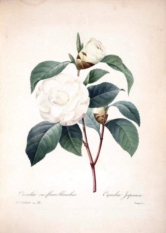 Choix des plus belles fleurs :.Paris :Ernest Panckoucke,[1833].  | 1833 Botany France Icones "Pictorial works"  | Vintage Print Reproduction 456564
