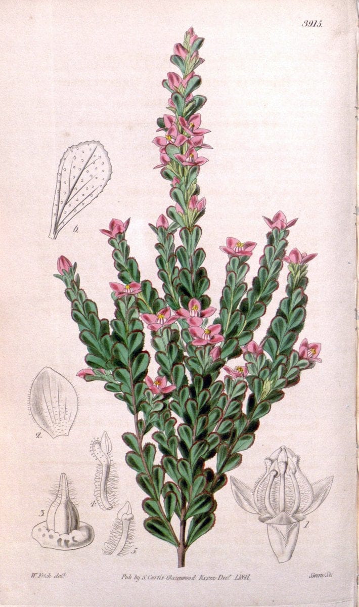 Curtis's botanical magazine. London ; New York [etc.] :Academic Press [etc.]. | "Botanical illustration" Botany Periodicals "Pictorial works" "Plants, Ornamental"  | Vintage Print Reproduction 456565