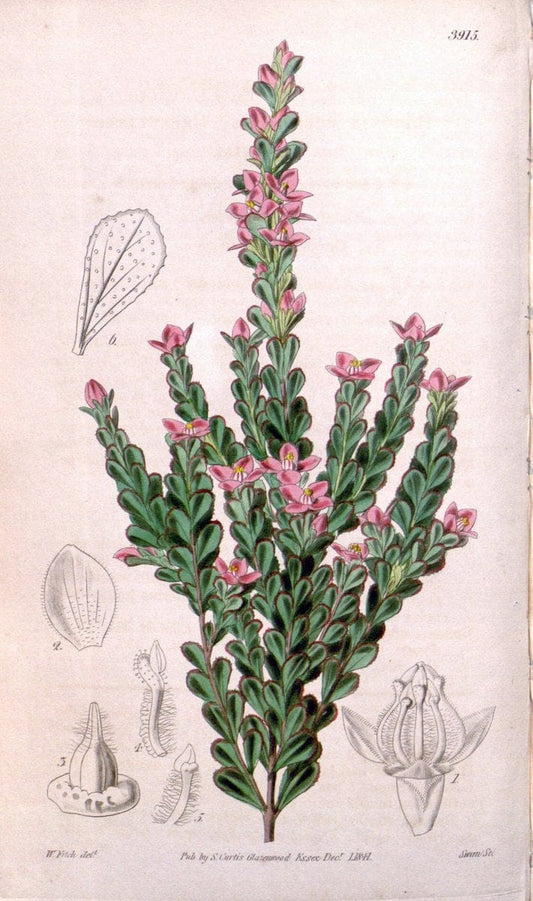 Curtis's botanical magazine. London ; New York [etc.] :Academic Press [etc.]. | "Botanical illustration" Botany Periodicals "Pictorial works" "Plants, Ornamental"  | Vintage Print Reproduction 456565