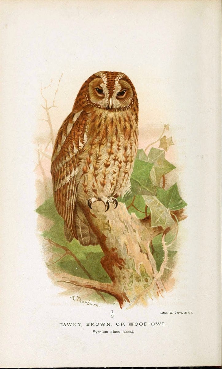 Coloured figures of the birds of the British Islands. v.1London :R. H. Porter,1885-1897. | Vintage Print Reproduction 456566