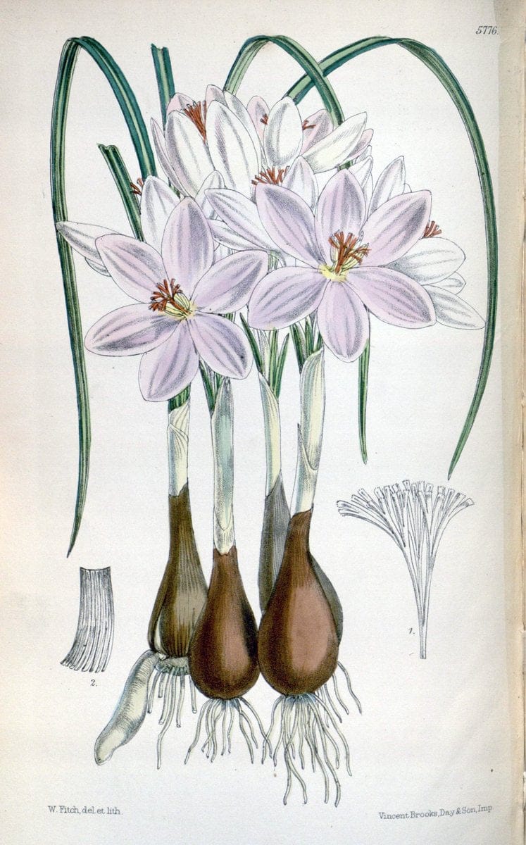 Curtis's botanical magazine. London ; New York [etc.] :Academic Press [etc.]. | "Botanical illustration" Botany Periodicals "Pictorial works" "Plants, Ornamental"  | Vintage Print Reproduction 456567