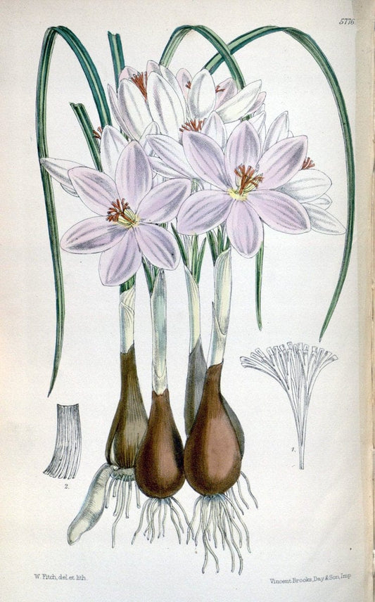 Curtis's botanical magazine. London ; New York [etc.] :Academic Press [etc.]. | "Botanical illustration" Botany Periodicals "Pictorial works" "Plants, Ornamental"  | Vintage Print Reproduction 456567