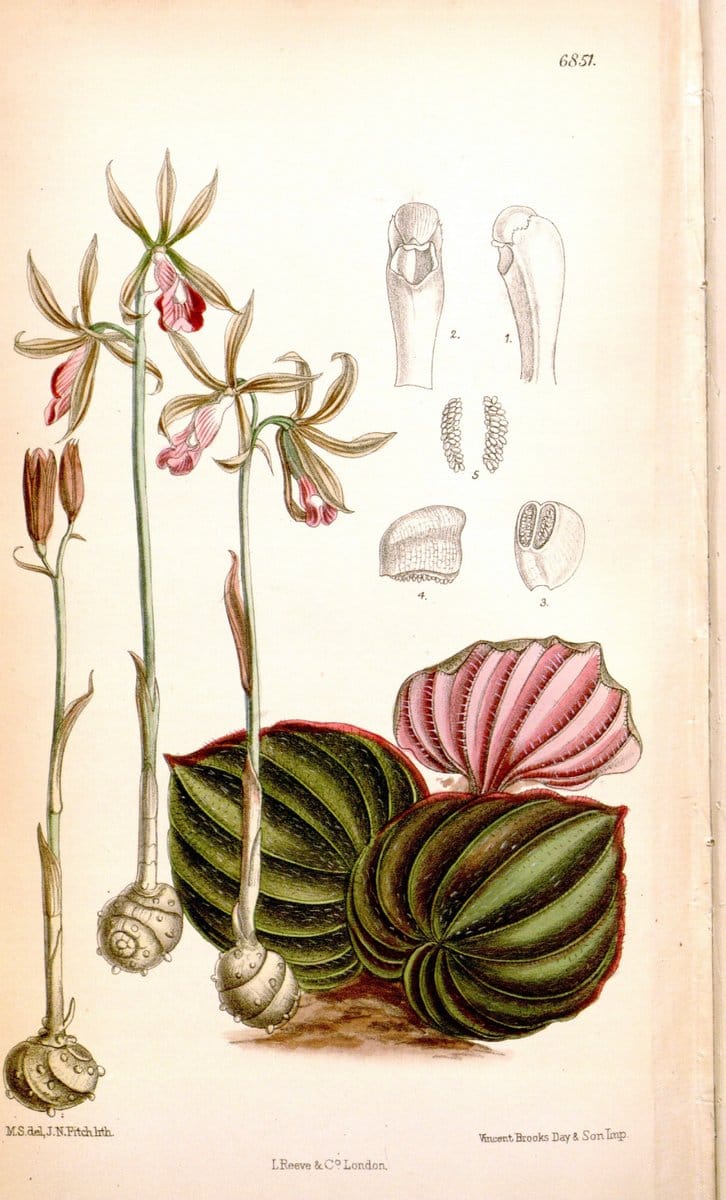 Curtis's botanical magazine. London ; New York [etc.] :Academic Press [etc.]. | "Botanical illustration" Botany Periodicals "Pictorial works" "Plants, Ornamental"  | Vintage Print Reproduction 456569