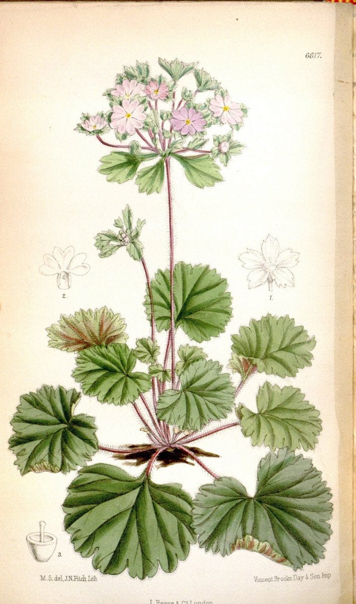 Curtis's botanical magazine. London ; New York [etc.] :Academic Press [etc.]. | "Botanical illustration" Botany Periodicals "Pictorial works" "Plants, Ornamental"  | Vintage Print Reproduction 456570