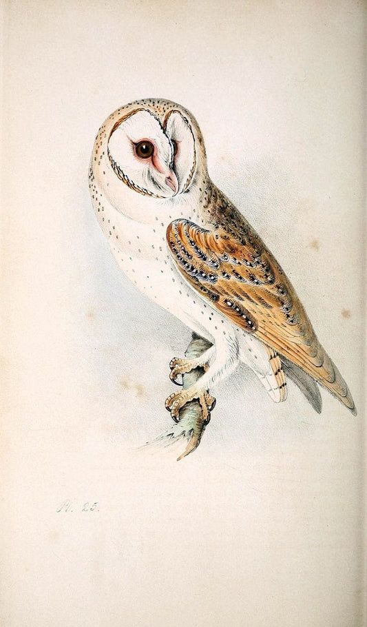 Coloured illustrations of British birds, and their eggs /.London :G.W. Nickisson,1842-1850.. |  | Vintage Print Reproduction 456571