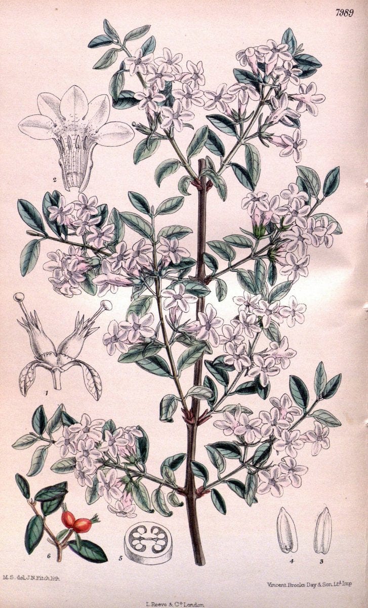 Curtis's botanical magazine. London ; New York [etc.] :Academic Press [etc.]. | "Botanical illustration" Botany Periodicals "Pictorial works" "Plants, Ornamental"  | Vintage Print Reproduction 456572