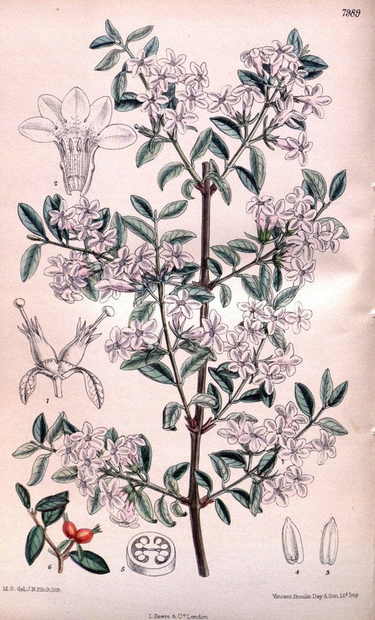 Curtis's botanical magazine. London ; New York [etc.] :Academic Press [etc.]. | "Botanical illustration" Botany Periodicals "Pictorial works" "Plants, Ornamental"  | Vintage Print Reproduction 456572