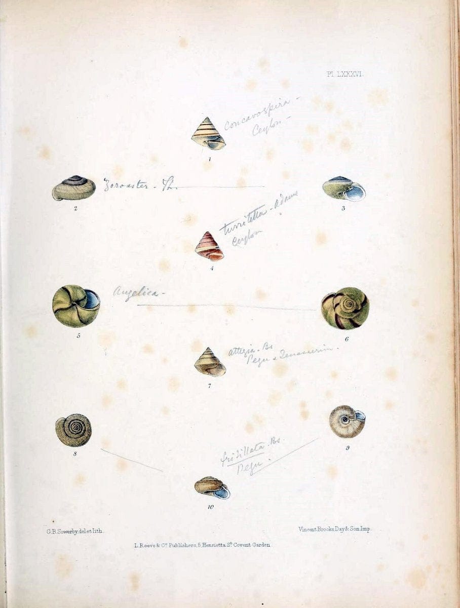 Conchologia indica,.London,1870-1876.. |  | Vintage Print Reproduction 456573