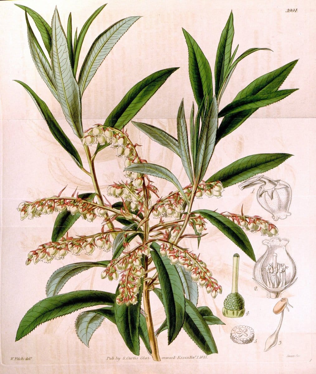 Curtis's botanical magazine. London ; New York [etc.] :Academic Press [etc.]. | "Botanical illustration" Botany Periodicals "Pictorial works" "Plants, Ornamental"  | Vintage Print Reproduction 456574