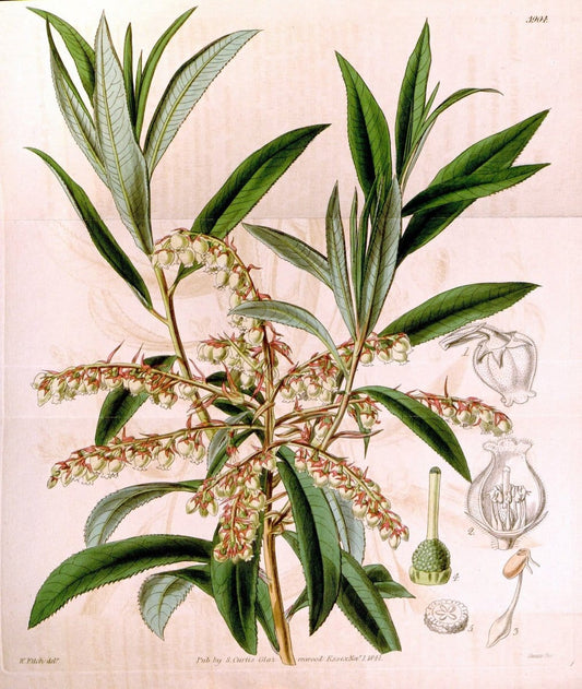 Curtis's botanical magazine. London ; New York [etc.] :Academic Press [etc.]. | "Botanical illustration" Botany Periodicals "Pictorial works" "Plants, Ornamental"  | Vintage Print Reproduction 456574