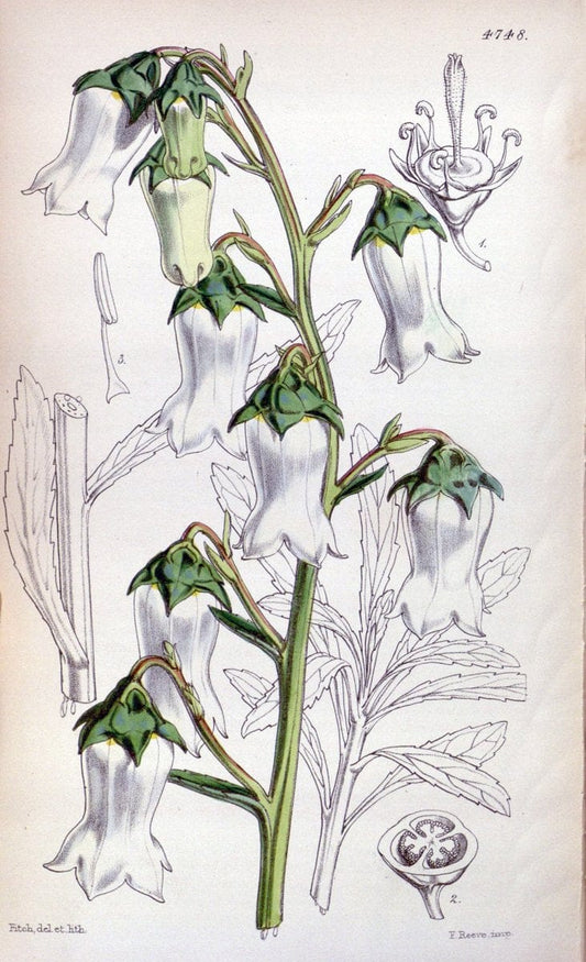 Curtis's botanical magazine. London ; New York [etc.] :Academic Press [etc.]. | "Botanical illustration" Botany Periodicals "Pictorial works" "Plants, Ornamental"  | Vintage Print Reproduction 456576