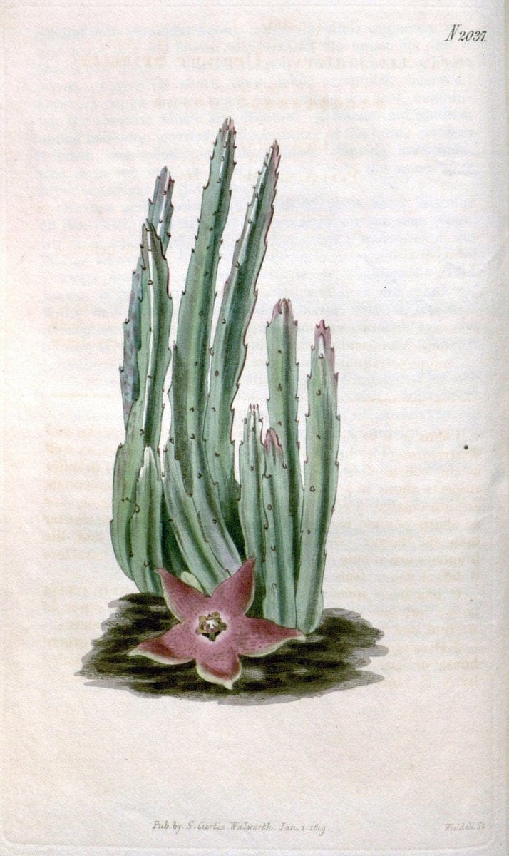 Curtis's botanical magazine. London ; New York [etc.] :Academic Press [etc.]. | "Botanical illustration" Botany Periodicals "Pictorial works" "Plants, Ornamental"  | Vintage Print Reproduction 456577