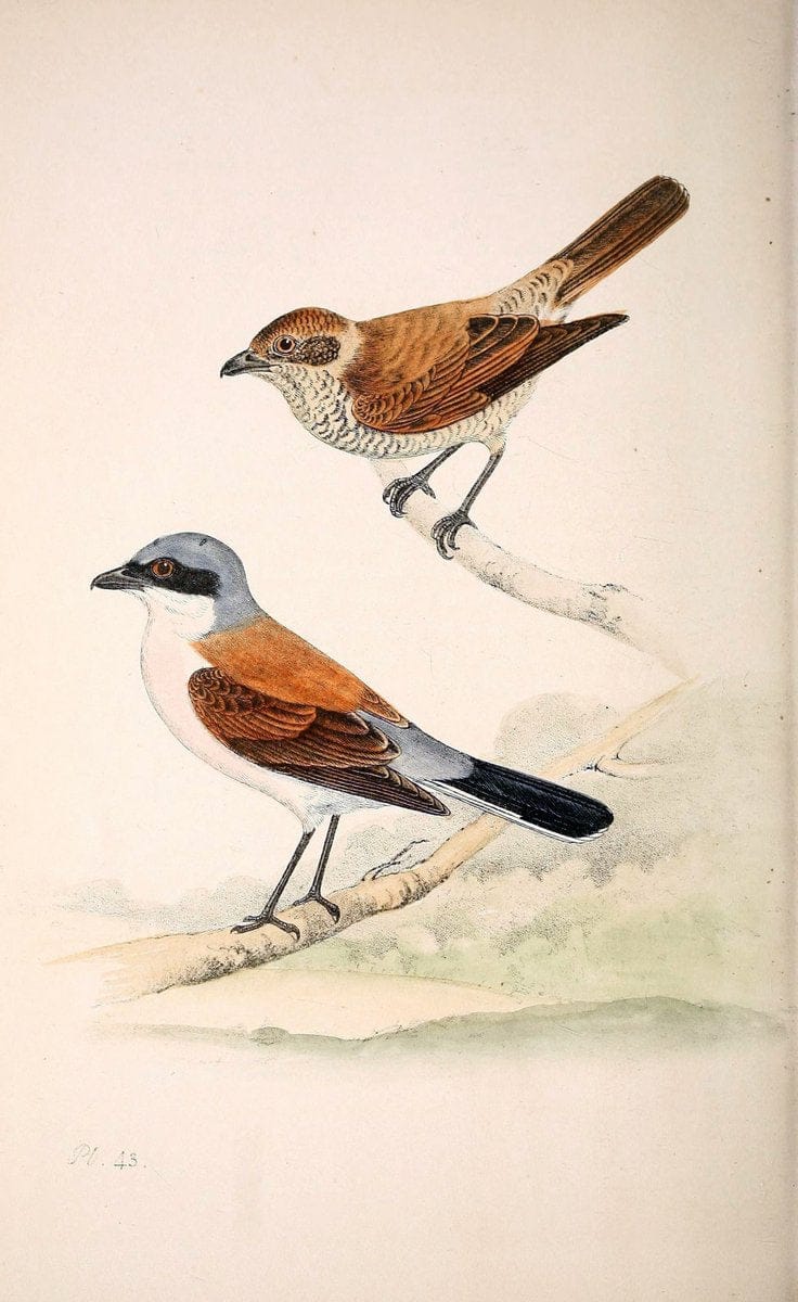 Coloured illustrations of British birds, and their eggs /.London :G.W. Nickisson,1842-1850.. |  | Vintage Print Reproduction 456579