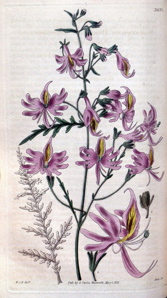 Curtis's botanical magazine..London ;New York [etc.] :Academic Press [etc.]. |  | Vintage Print Reproduction 456580