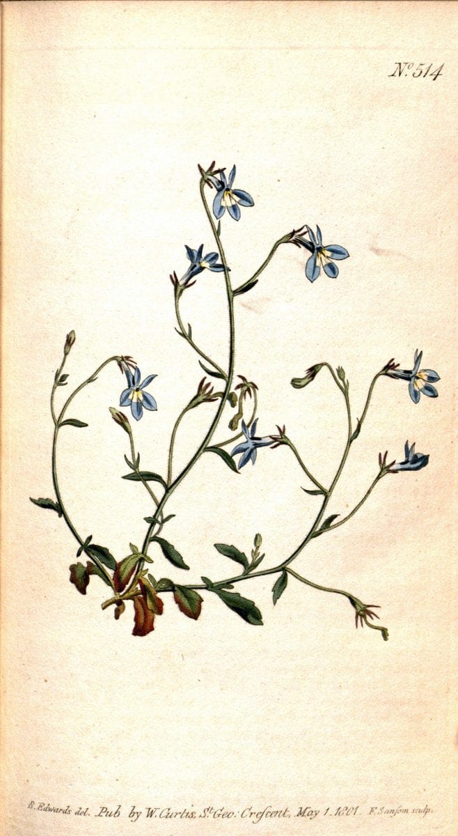 Curtis's botanical magazine. London ;New York [etc.] :Academic Press [etc.]. | Botany Periodicals "Pictorial works"  | Vintage Print Reproduction 456582