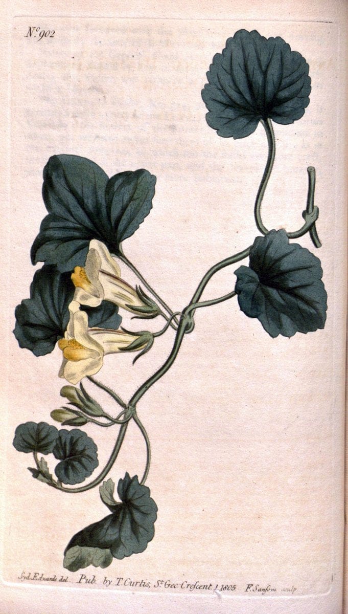 Curtis's botanical magazine. London ;New York [etc.] :Academic Press [etc.]. | Botany Periodicals "Pictorial works"  | Vintage Print Reproduction 456583