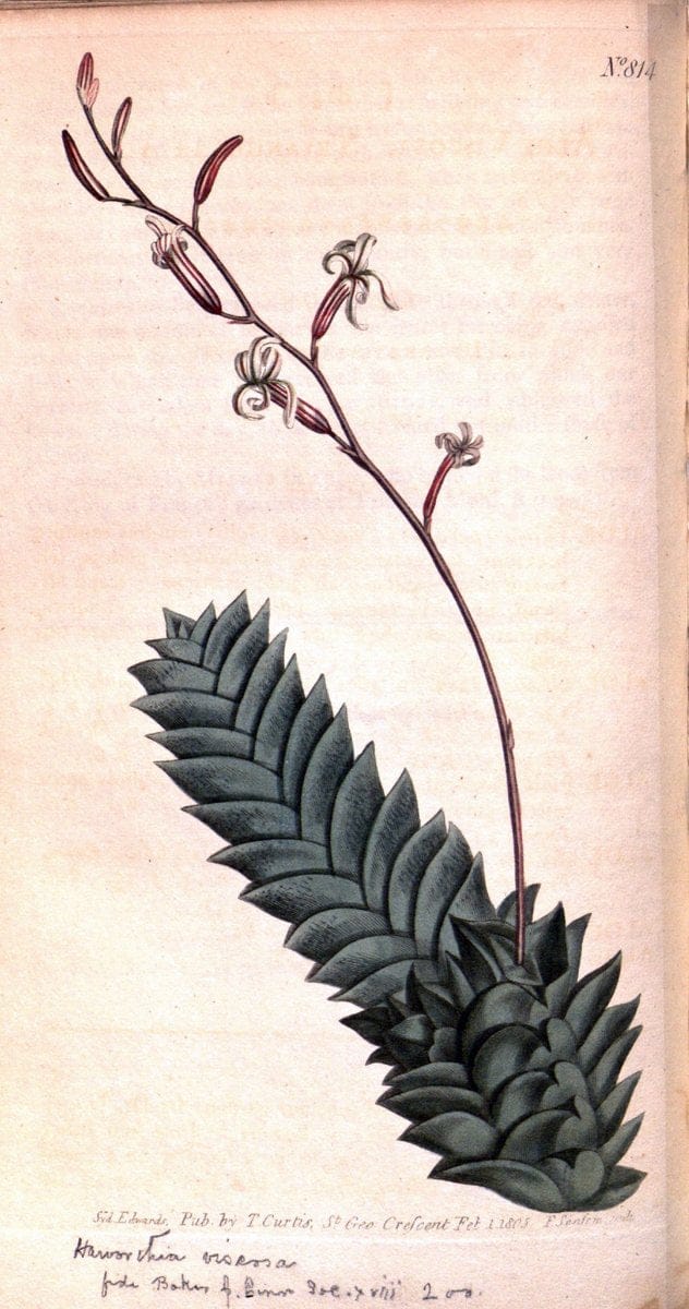 Curtis's botanical magazine. London ;New York [etc.] :Academic Press [etc.]. | Botany Periodicals "Pictorial works"  | Vintage Print Reproduction 456585