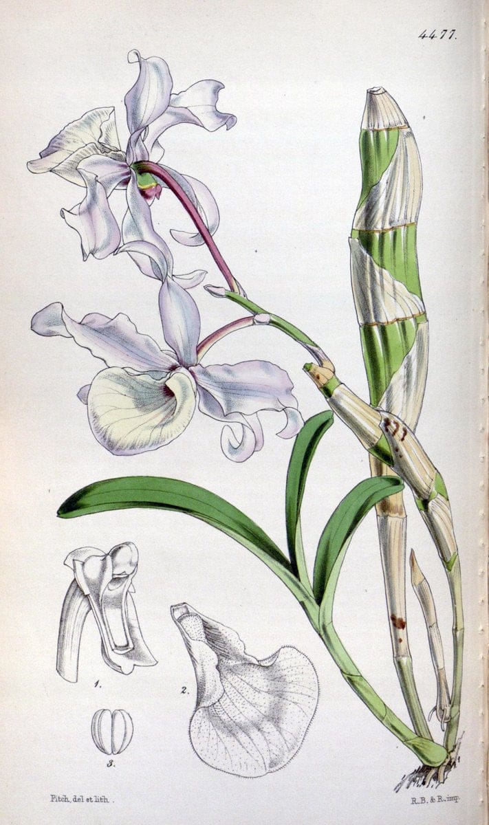 Curtis's botanical magazine. London ;New York [etc.] :Academic Press [etc.]. | Botany Periodicals "Pictorial works"  | Vintage Print Reproduction 456586