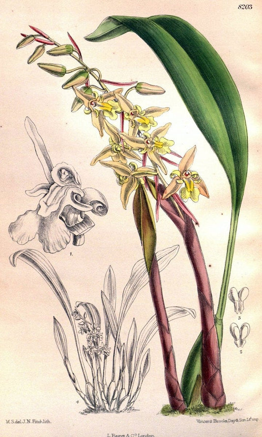 Curtis's botanical magazine. London ; New York [etc.] :Academic Press [etc.]. | "Botanical illustration" Botany Periodicals "Pictorial works" "Plants, Ornamental"  | Vintage Print Reproduction 456587