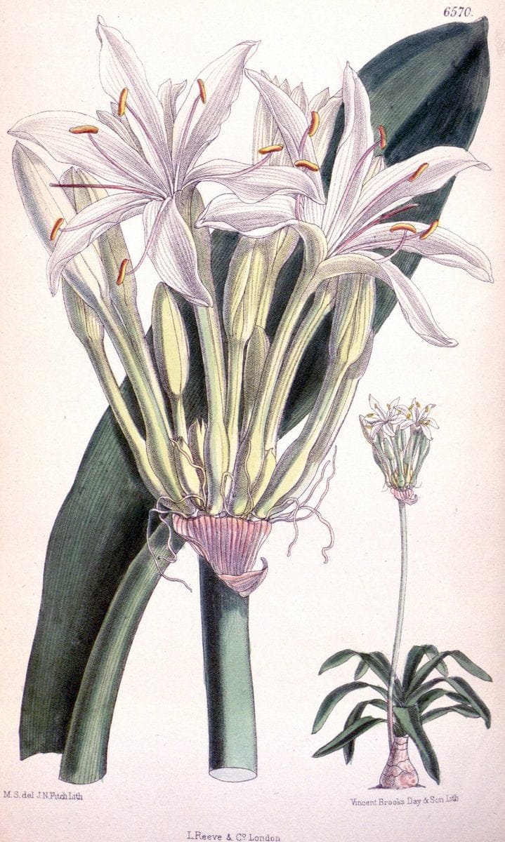 Curtis's botanical magazine. London ; New York [etc.] :Academic Press [etc.]. | "Botanical illustration" Botany Periodicals "Pictorial works" "Plants, Ornamental"  | Vintage Print Reproduction 456588