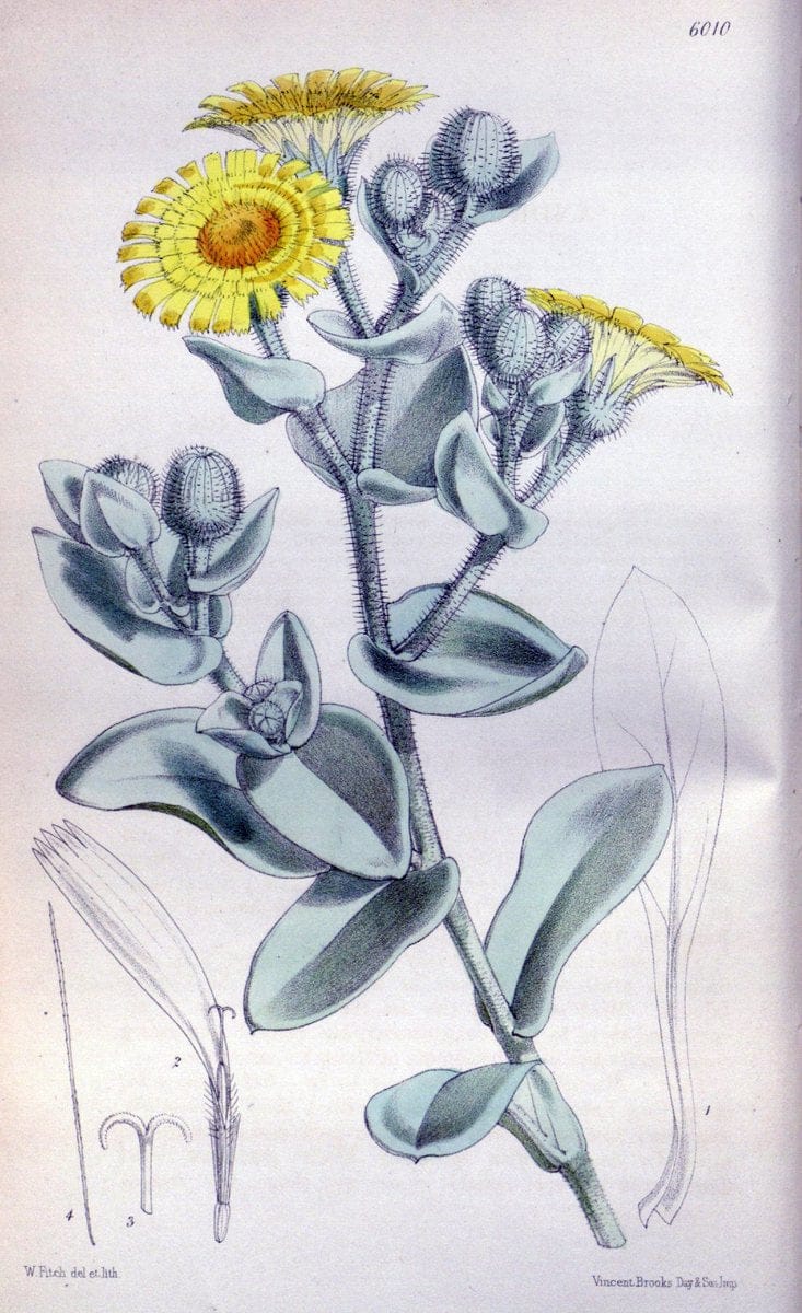 Curtis's botanical magazine. London ; New York [etc.] :Academic Press [etc.]. | "Botanical illustration" Botany Periodicals "Pictorial works" "Plants, Ornamental"  | Vintage Print Reproduction 456590