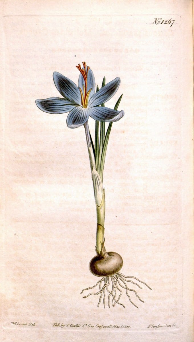 Curtis's botanical magazine. London ; New York [etc.] :Academic Press [etc.]. | "Botanical illustration" Botany Periodicals "Pictorial works" "Plants, Ornamental"  | Vintage Print Reproduction 456591