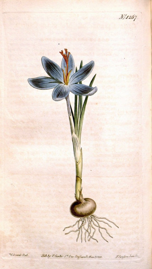 Curtis's botanical magazine. London ; New York [etc.] :Academic Press [etc.]. | "Botanical illustration" Botany Periodicals "Pictorial works" "Plants, Ornamental"  | Vintage Print Reproduction 456591
