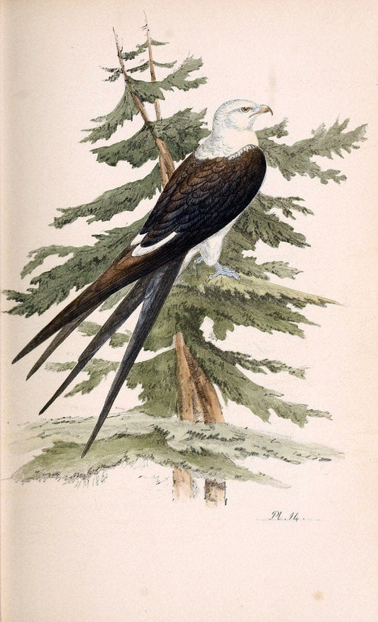 Coloured illustrations of British birds, and their eggs /.London :G.W. Nickisson,1842-1850.. |  | Vintage Print Reproduction 456592