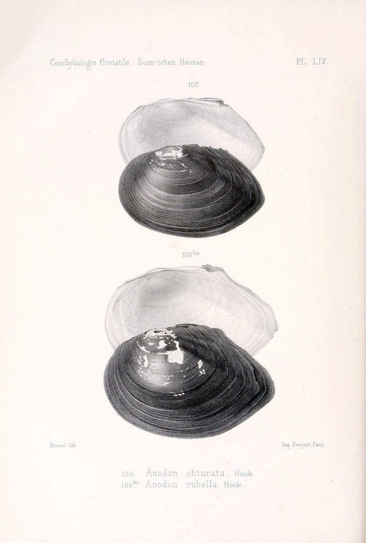 Conchyliologie fluviatile de la province de Nanking et de la Chine centrale /.Paris :Savy,[1875-1885]. | China Mollusks "Nanjing (Jiangsu Sheng)"  | Vintage Print Reproduction 456593