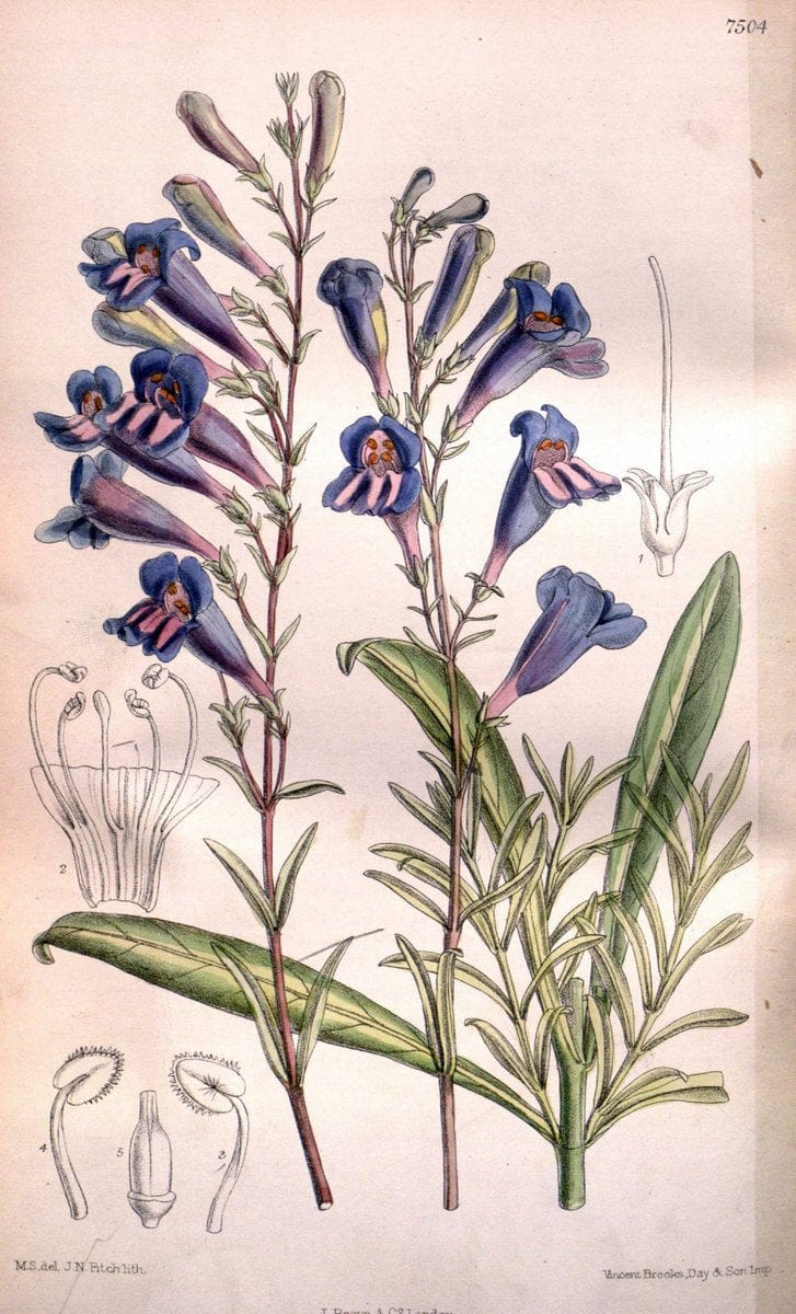 Curtis's botanical magazine. London ; New York [etc.] :Academic Press [etc.]. | "Botanical illustration" Botany Periodicals "Pictorial works" "Plants, Ornamental"  | Vintage Print Reproduction 456594