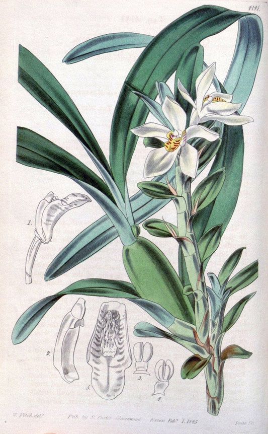 Curtis's botanical magazine. London ; New York [etc.] :Academic Press [etc.]. | "Botanical illustration" Botany Periodicals "Pictorial works" "Plants, Ornamental"  | Vintage Print Reproduction 456595
