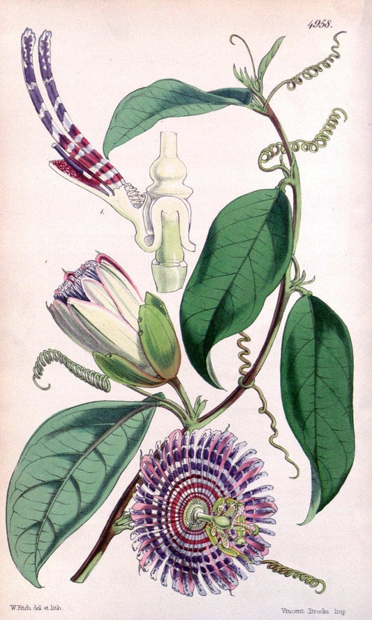 Curtis's botanical magazine. London ; New York [etc.] :Academic Press [etc.]. | "Botanical illustration" Botany Periodicals "Pictorial works" "Plants, Ornamental"  | Vintage Print Reproduction 456596