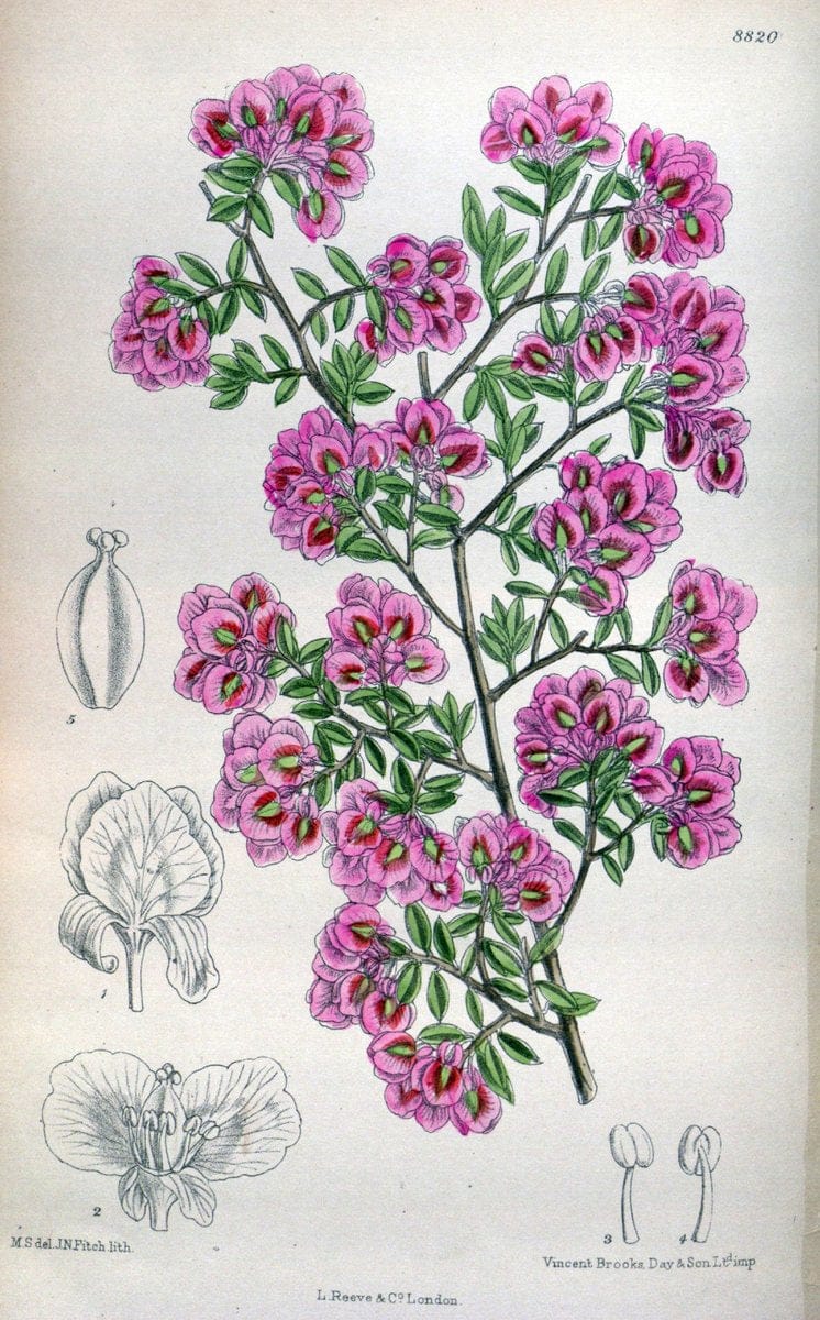 Curtis's botanical magazine. London ; New York [etc.] :Academic Press [etc.]. | "Botanical illustration" Botany Periodicals "Pictorial works" "Plants, Ornamental"  | Vintage Print Reproduction 456597