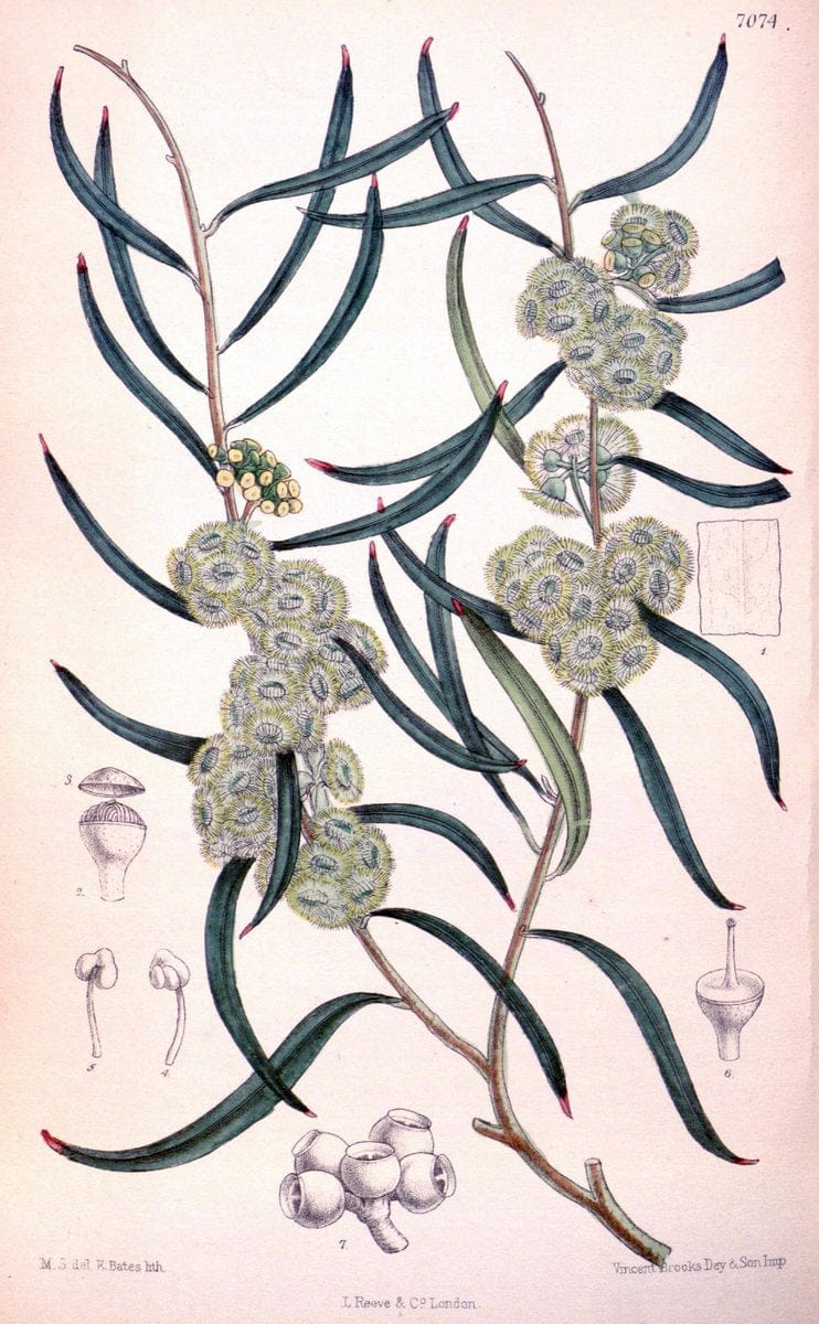 Curtis's botanical magazine. London ; New York [etc.] :Academic Press [etc.]. | "Botanical illustration" Botany Periodicals "Pictorial works" "Plants, Ornamental"  | Vintage Print Reproduction 456599