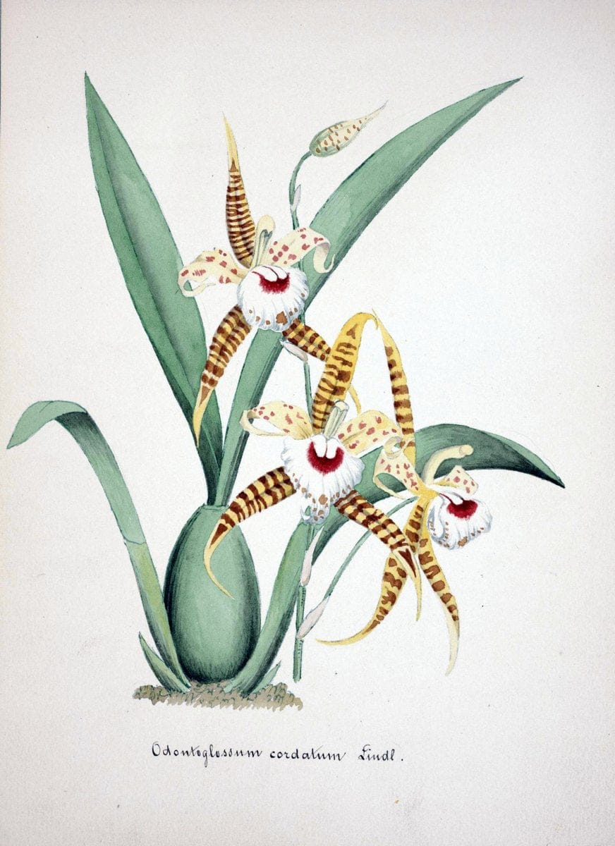 Collection d'orchideÃŒÂes.[S.l. :s.n.,18--]. | "Botanical illustration" Orchidaceae "Orchidaceae in art" "Pictorial works"  | Vintage Print Reproduction 456600