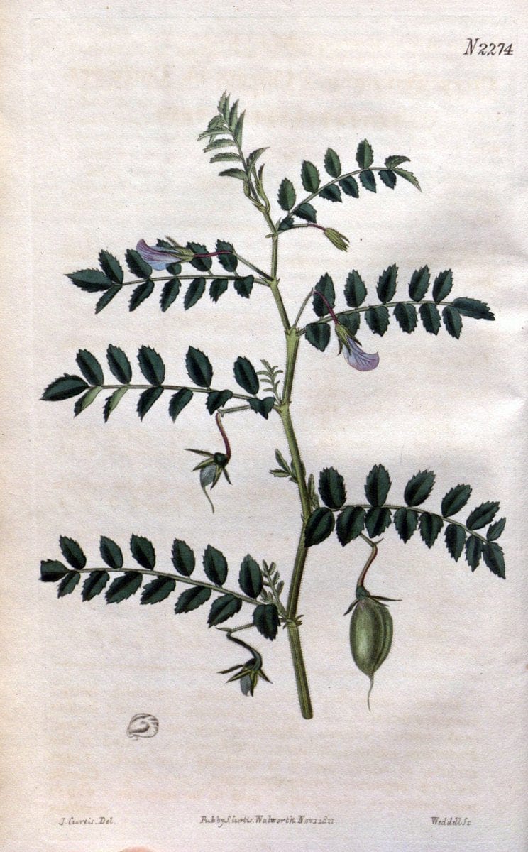 Curtis's botanical magazine. London ; New York [etc.] :Academic Press [etc.]. | "Botanical illustration" Botany Periodicals "Pictorial works" "Plants, Ornamental"  | Vintage Print Reproduction 456601