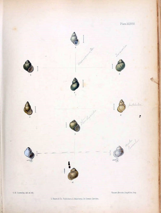 Conchologia indica,.London,1870-1876.  | India Mollusks Shells  | Vintage Print Reproduction 456602
