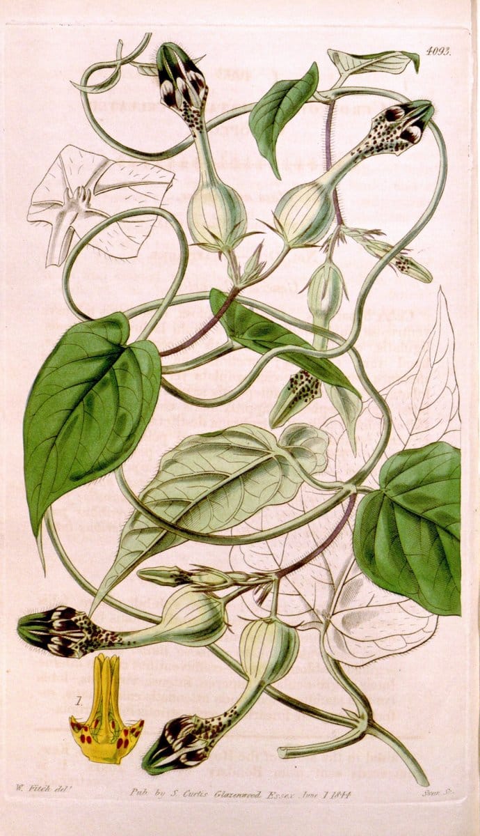 Curtis's botanical magazine. London ; New York [etc.] :Academic Press [etc.]. | "Botanical illustration" Botany Periodicals "Pictorial works" "Plants, Ornamental"  | Vintage Print Reproduction 456603