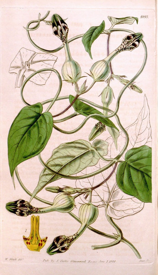 Curtis's botanical magazine. London ; New York [etc.] :Academic Press [etc.]. | "Botanical illustration" Botany Periodicals "Pictorial works" "Plants, Ornamental"  | Vintage Print Reproduction 456603