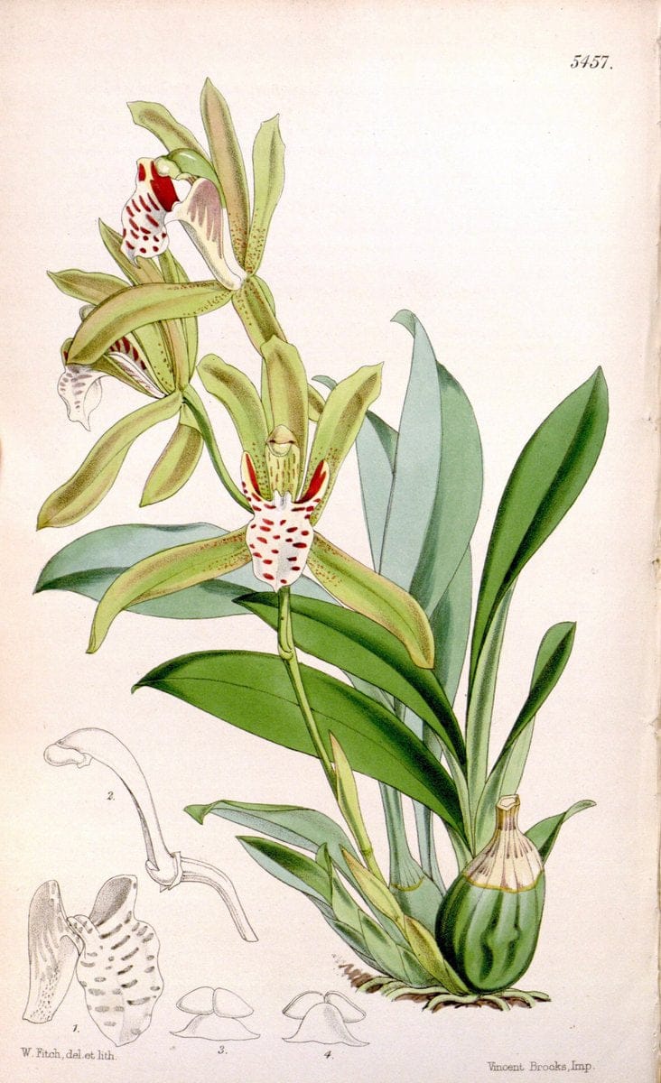 Curtis's botanical magazine..London ;New York [etc.] :Academic Press [etc.]. |  | Vintage Print Reproduction 456605