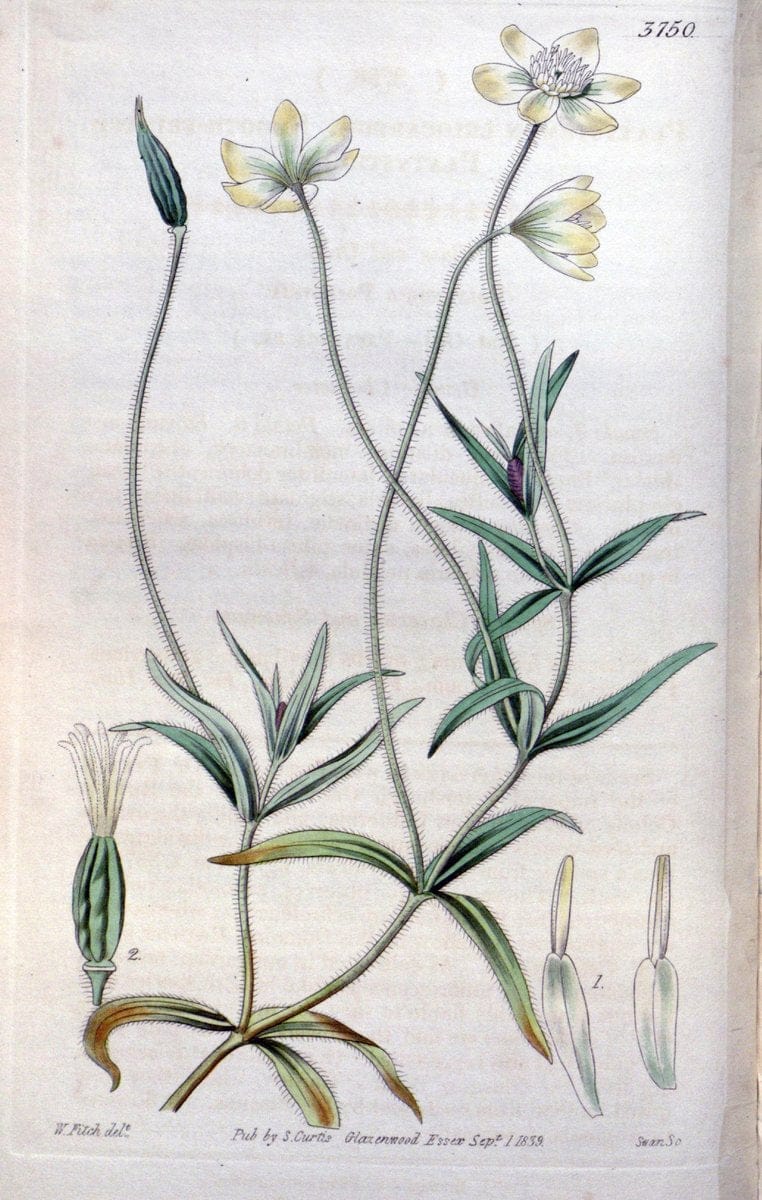 Curtis's botanical magazine..London ;New York [etc.] :Academic Press [etc.]. |  | Vintage Print Reproduction 456606
