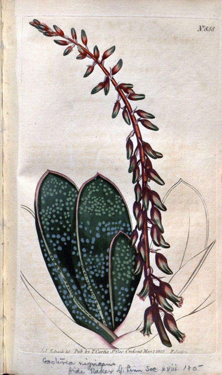 Curtis's botanical magazine. London ;New York [etc.] :Academic Press [etc.]. | Botany Periodicals "Pictorial works"  | Vintage Print Reproduction 456607