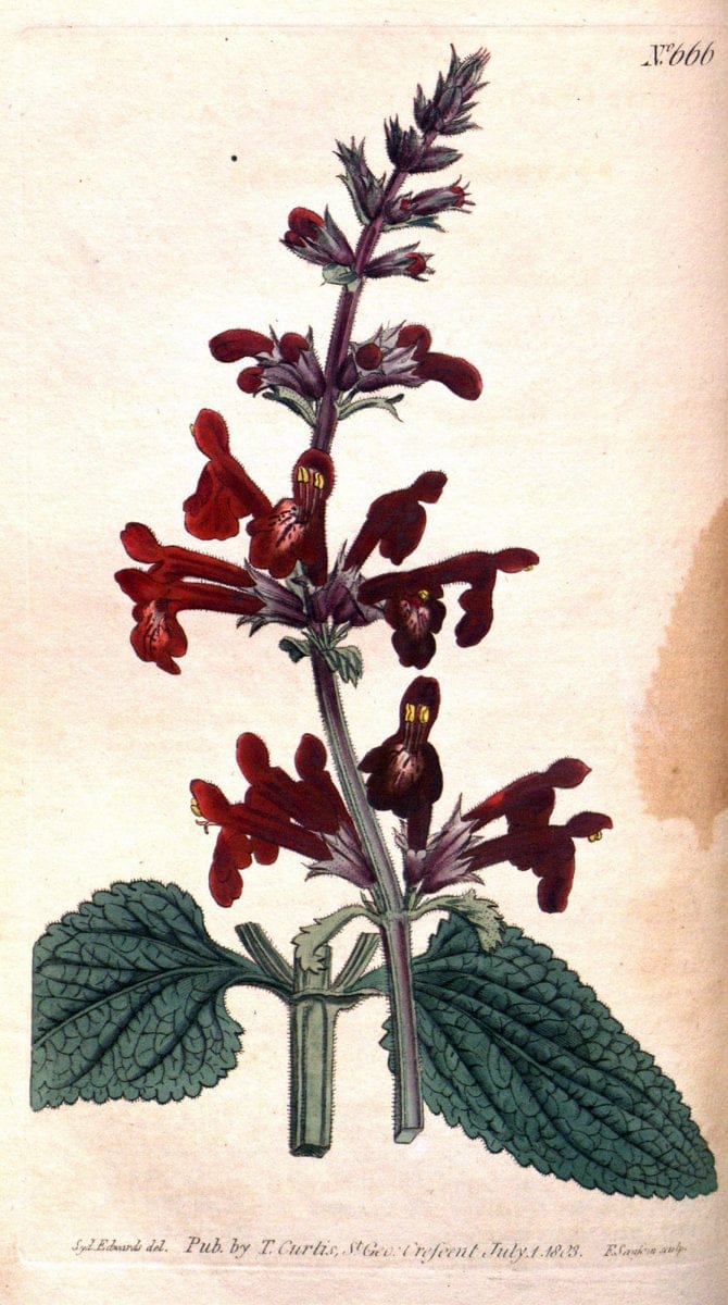 Curtis's botanical magazine. London ;New York [etc.] :Academic Press [etc.]. | Botany Periodicals "Pictorial works"  | Vintage Print Reproduction 456608