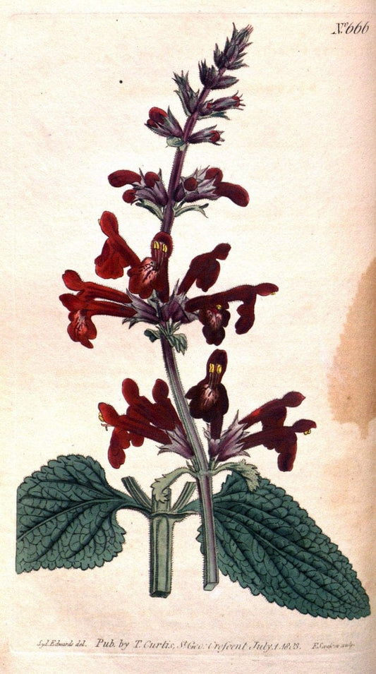Curtis's botanical magazine. London ;New York [etc.] :Academic Press [etc.]. | Botany Periodicals "Pictorial works"  | Vintage Print Reproduction 456608