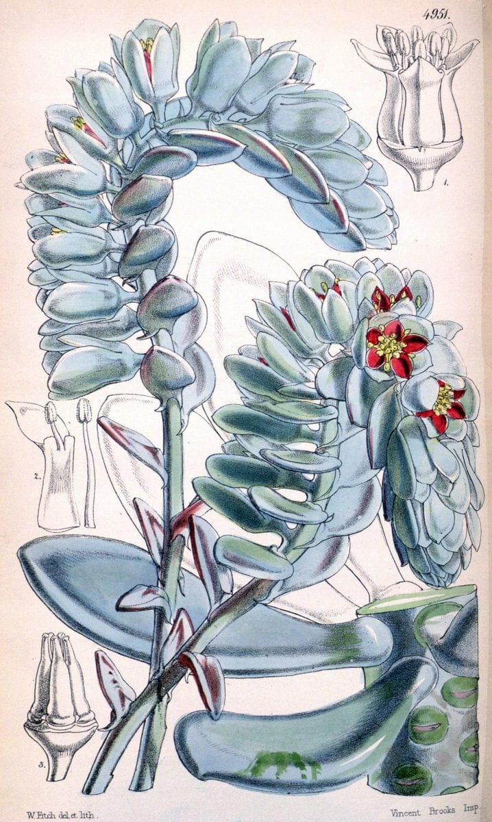 Curtis's botanical magazine. London ;New York [etc.] :Academic Press [etc.]. | Botany Periodicals "Pictorial works"  | Vintage Print Reproduction 456609