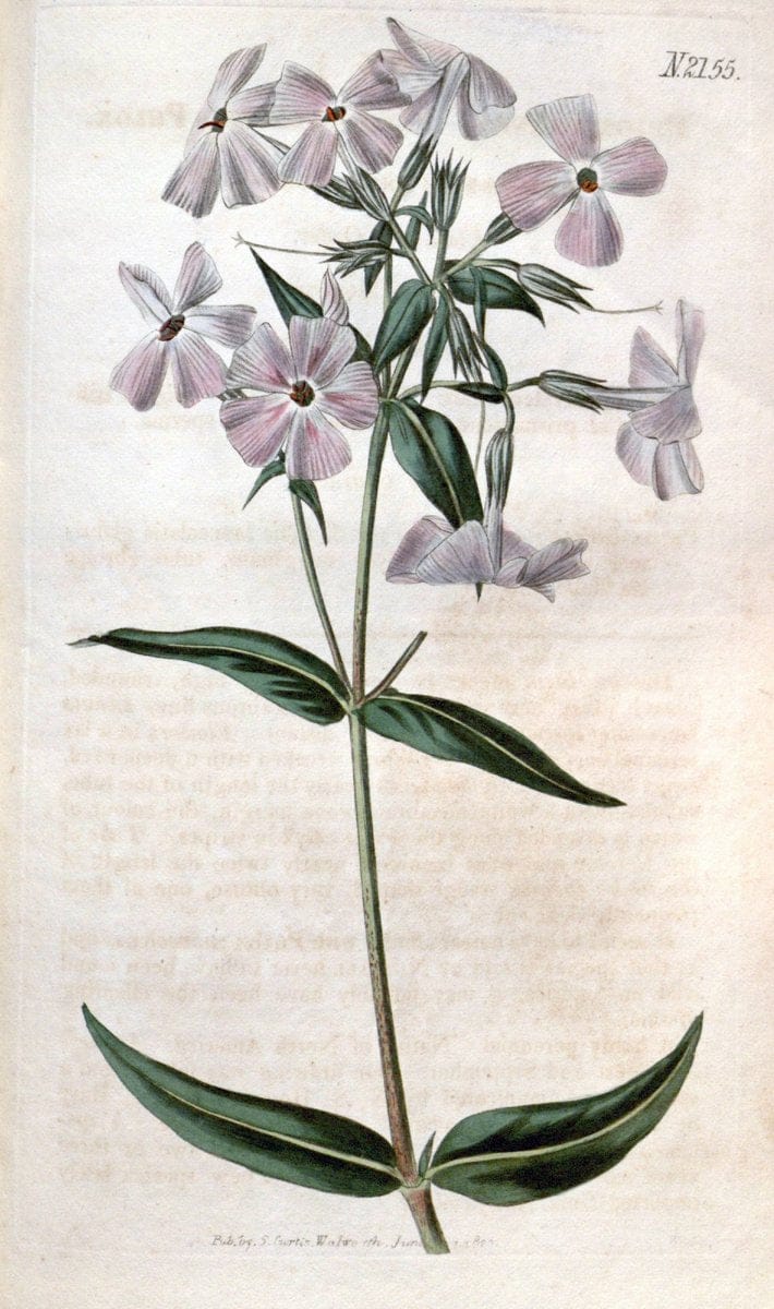 Curtis's botanical magazine. London ; New York [etc.] :Academic Press [etc.]. | "Botanical illustration" Botany Periodicals "Pictorial works" "Plants, Ornamental"  | Vintage Print Reproduction 456610