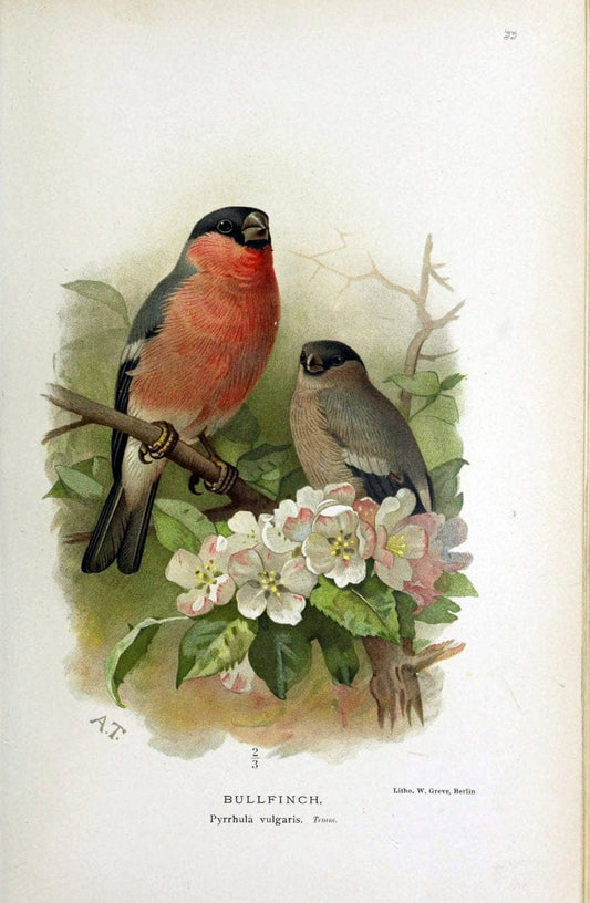 Coloured figures of the birds of the British Islands | "Eurasian Bullfinch" "taxonomy:binomial=Pyrrhula pyrrhula" Birds "Great Britain" ogy, | Vintage Print Reproduction 456611