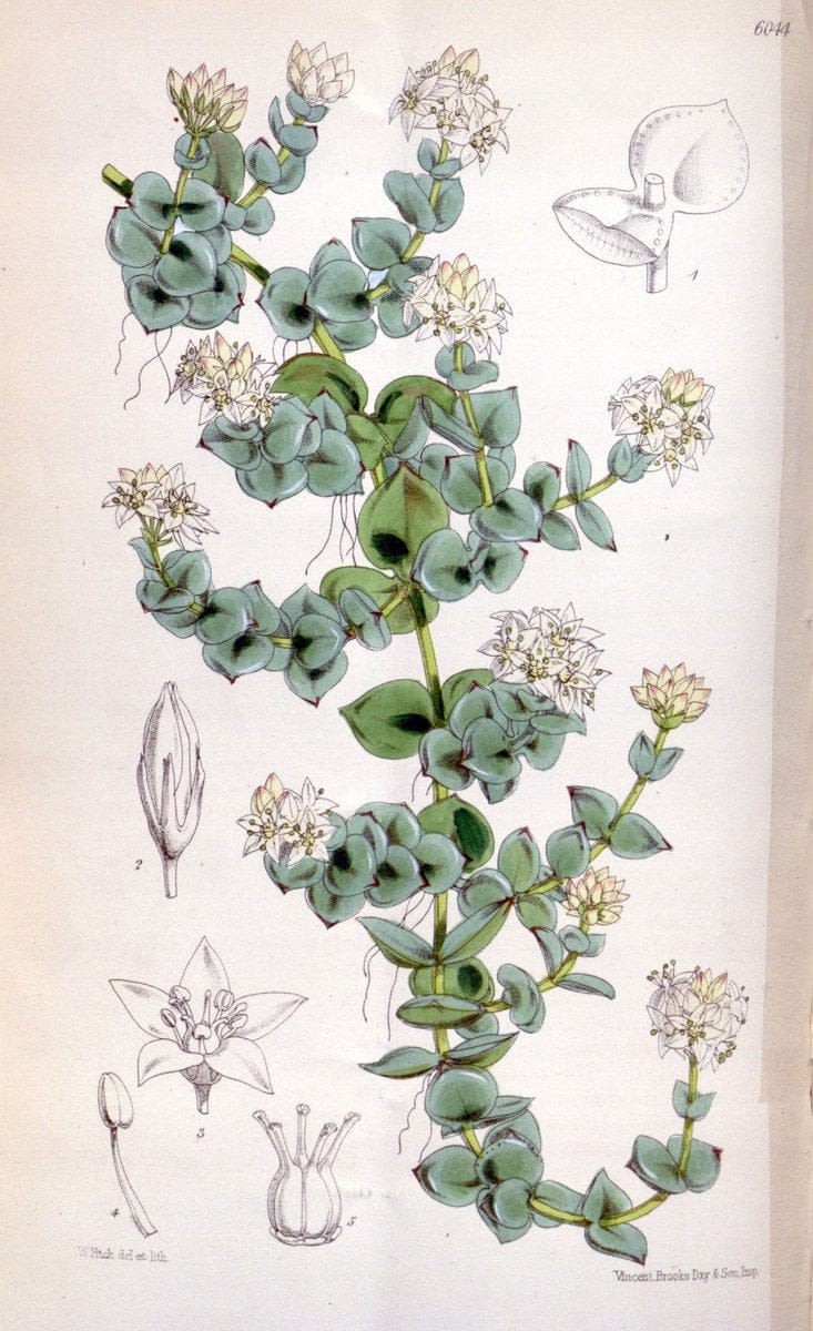 Curtis's botanical magazine. London ; New York [etc.] :Academic Press [etc.]. | "Botanical illustration" Botany Periodicals "Pictorial works" "Plants, Ornamental"  | Vintage Print Reproduction 456612