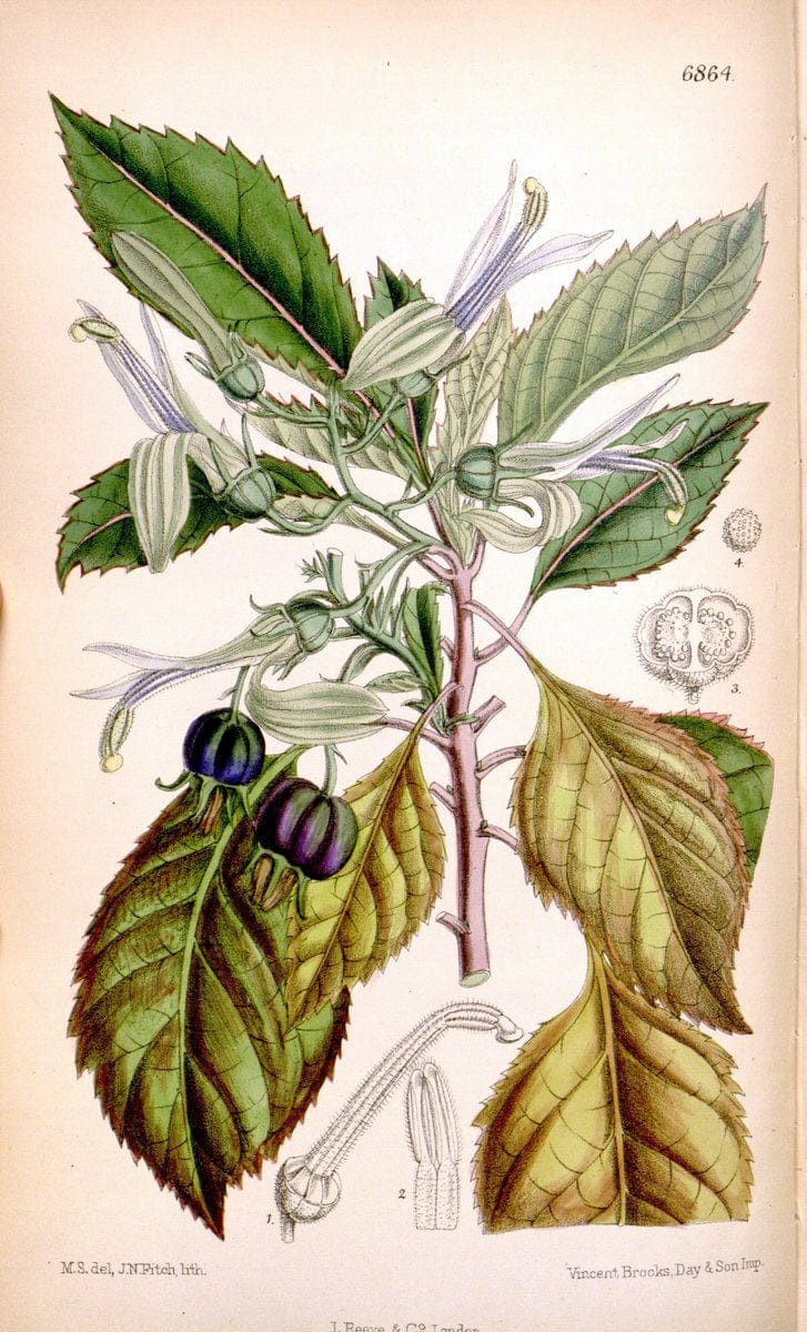 Curtis's botanical magazine. London ; New York [etc.] :Academic Press [etc.]. | "Botanical illustration" Botany Periodicals "Pictorial works" "Plants, Ornamental"  | Vintage Print Reproduction 456613